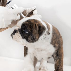 dog ear clean - ear infections