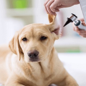 pet ear care - ear infections