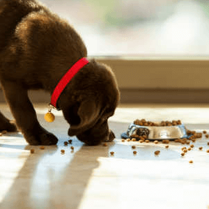 pet nutrition and excercise