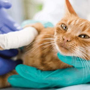 Pet Emergencies or Animal Urgent Care