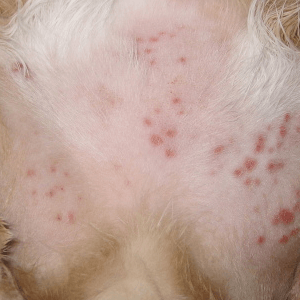 pet skin and fur care