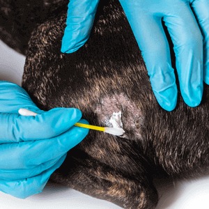 skin infections in dogs or cats