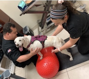 veterinary physical rehabilitation for dogs