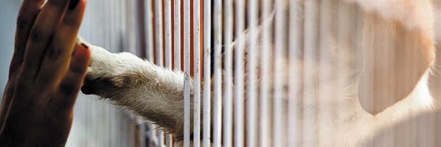 Dog Adoptions and Cat Adoptions