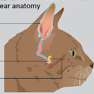 complete ear care for cats