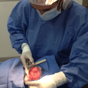 dog surgeries and cat surgeries
