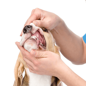 pet dentistry