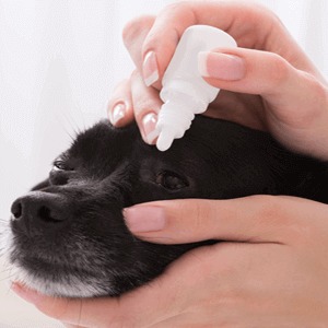 pet eye care - eye infections