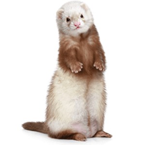 pet ferret care