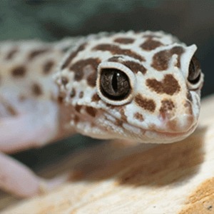 pet gecko care