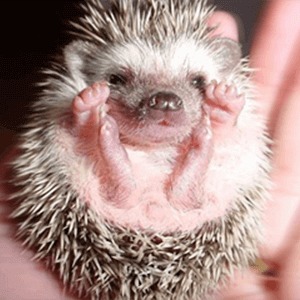 pet hedge-hog care