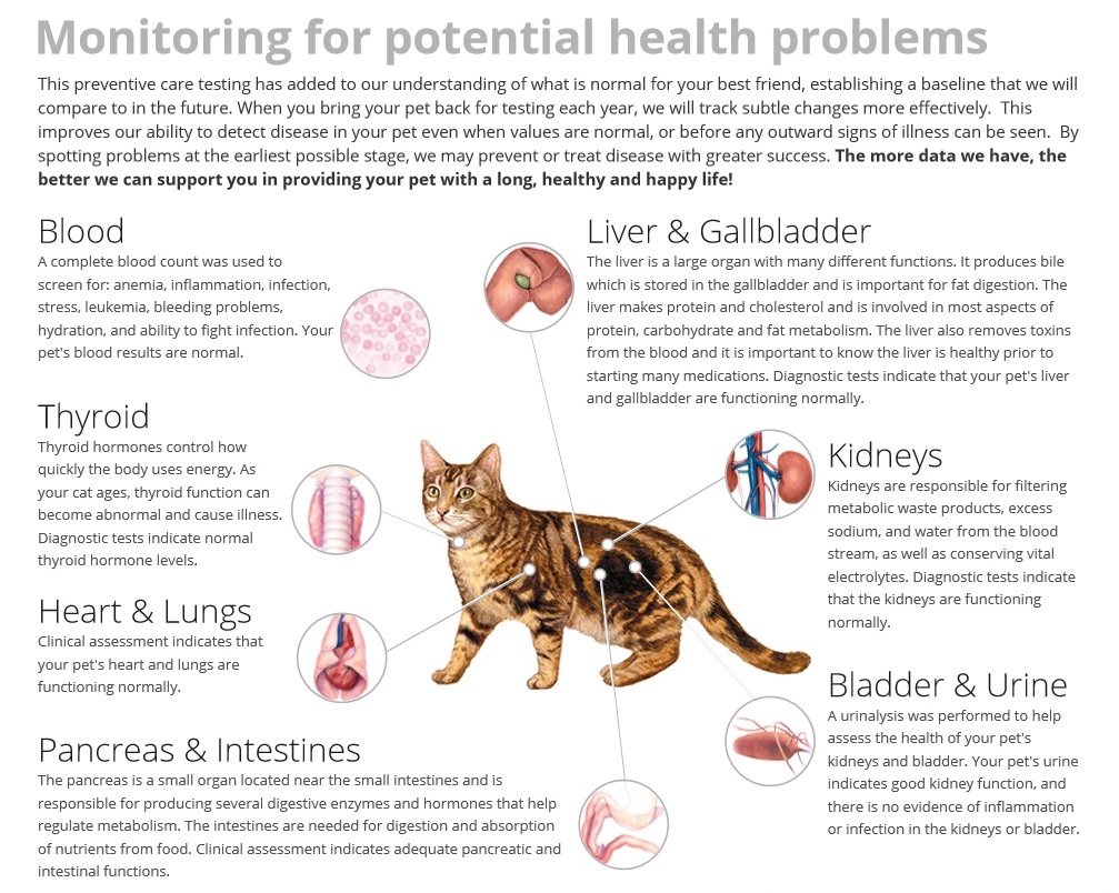 blood work for pets