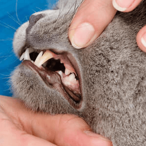 pet dental care