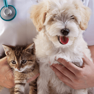 primary pet care - vaccinations, examinations, preventive care for dogs and cats