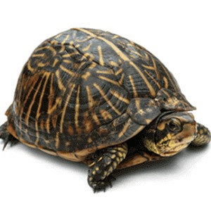 pet turtle care