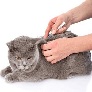 Vaccinations for cats
