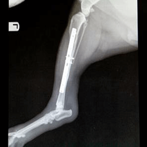 ultrasound and x-ray radiographs