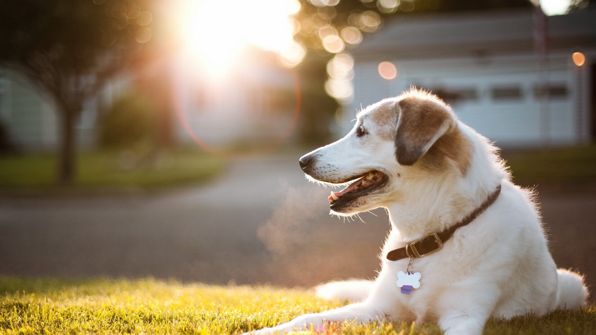 parkland veterinarian