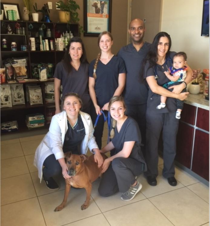 veterinary team